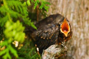 A thrush chick sits on a tree branch with its beak open in search of food. The bird is a small blackbird sitting on a tree photo