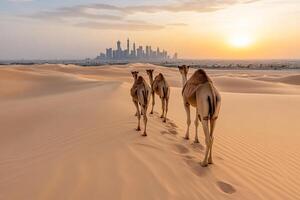 Three camels walking in the desert with the city skyline in the background photo
