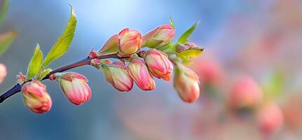 A close up of some pink flowers on a branch photo