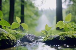 A stream of water flows through a forest photo