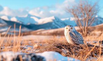 An owl sits on top of a nest in the snow photo