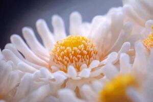 Close up of white flowers with yellow centers photo