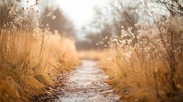 Path through a field of tall grass with a few trees in the background. The grass is dry and brown, and the leaves on the trees are yellow. The scene has a peaceful and serene mood photo