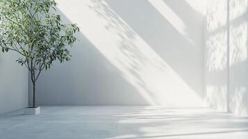 White room with a tree in the corner. The room is empty and the tree is the only object in the room photo