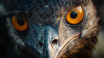 Close up of an eagle's face with its eyes open and its beak visible. Concept of intensity and focus, as if the eagle is staring directly at the viewer photo