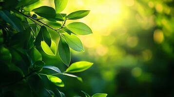 Leafy green tree with a bright sun shining on it. The leaves are green and the sun is shining through them, creating a beautiful and peaceful scene photo