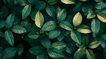 Close up of green leaves with a light green tint. The leaves are arranged in a way that creates a sense of depth and movement. The image conveys a feeling of tranquility and natural beauty photo