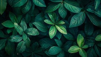 Close up of green leaves with a wet appearance. The leaves are arranged in a way that creates a sense of depth and texture. The image conveys a feeling of freshness and vitality photo