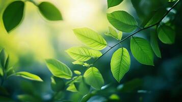 Leafy green tree branch with leaves that are shiny and bright. The leaves are green and the sunlight is shining on them, making them look even more vibrant photo