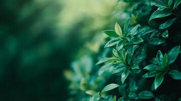 Lush green bush with leaves that are wet. The leaves are green and the background is a mix of green and blue photo