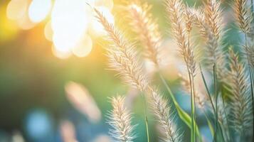 Field of tall grass with the sun shining on it. The grass is dry and brown, and the sun is casting a warm glow on the scene photo