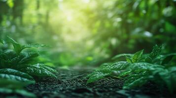 Lush green forest with a path through it. The leaves are wet and the sunlight is shining through the trees photo