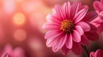 Close up of a pink flower with a pink background. The flower is the main focus of the image and it is surrounded by a soft pink hue. Concept of calmness and tranquility photo