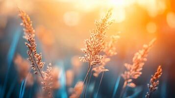 Field of tall grass with a bright orange sun in the background. The sun is casting a warm glow on the grass, making it look like it's on fire. The scene is peaceful and serene photo