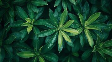Close up of green leaves with water droplets on them. The leaves are arranged in a way that creates a sense of depth and dimension. The image conveys a feeling of freshness and vitality photo