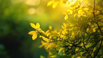 Leafy tree with a bright yellow leaf in the foreground. The tree is surrounded by green leaves and branches. The sunlight is shining on the tree, making the leaves look vibrant and alive photo
