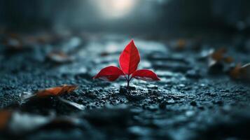Small red leaf is on the ground in front of a dark background. The leaf is surrounded by other leaves, but it stands out as the main focus of the image photo