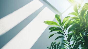 Leafy green plant is sitting in front of a white wall. The sunlight is shining on the plant, creating a warm and inviting atmosphere photo