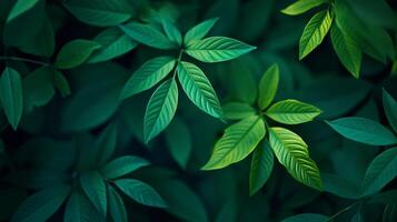 Close up of green leaves with a bright green hue. The leaves are arranged in a way that creates a sense of depth and movement. The image conveys a feeling of freshness and vitality photo