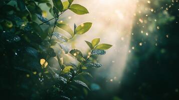 Leafy tree with droplets of water on it. The sun is shining through the leaves, creating a beautiful and peaceful scene photo