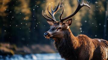 Deer is standing in the water with its head up. The deer is wet and has snow on its back photo