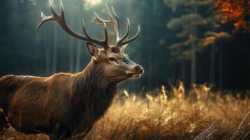 Deer is standing in a field with its head up and looking to the right. The image has a peaceful and serene mood, as the deer is surrounded by nature and he is enjoying its surroundings photo