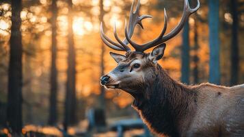 Deer with its head up in the woods. The deer is brown and has a white patch on its face photo