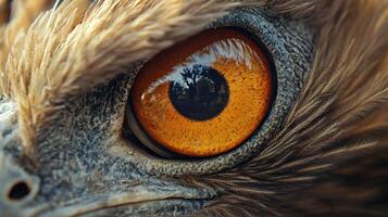 The eye of a bird is shown in detail, with the iris being the most prominent feature. The eye is surrounded by feathers, and the color of the eye is a bright orange. Concept of curiosity and wonder photo