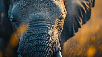Close up of an elephant's face with a yellowish tint. The elephant's eyes are open and it is looking at the camera photo