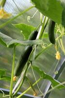 Large elongated smooth cucumbers against the background of small cucumbers photo