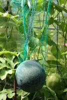 Watermelon in a net ripens on a bush in a greenhouse against the background of a melon photo