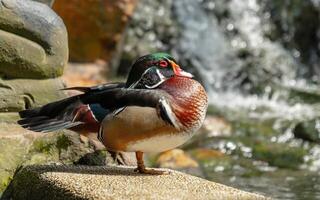 Side view of Wood Duck , Aix sponsa, also known as the Carolina Duck photo