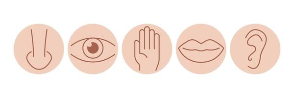 Five senses of human nervous system line icons color set. 5 five types symbols. Eye, nose, ear, hand, mouth. Sight, smell, hearing, touch, taste concept vector