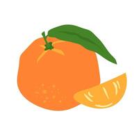 Tangerine fruit. Cartoon citrus illustration vector