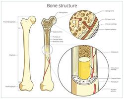 Bone structure medical educational science illustration. Bone anatomy vector