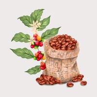 Coffee beans in a woven canvas bag with a tree branch with flowers. Illustration with watercolor and marker. Coffee day. Isolated hand drawn art. Production of aromas of Robusta and Arabica varieties vector