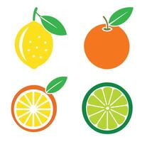 Citrus fruit illustration vector