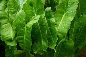 Green leaves with water drop photo