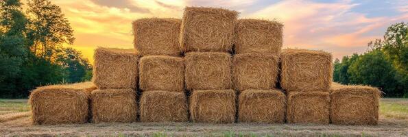 Hay bales are neatly stacked in a field as the sun sets behind the trees, casting a warm glow across the landscape photo