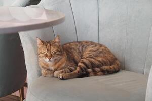 A Relaxing Tabby Cat Just Lounging on a Soft and Comfortable Couch photo
