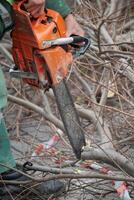 A worker is skillfully using a chainsaw to cut down tree branches and limbs photo