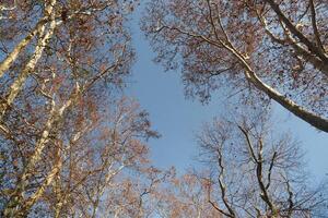 Branches of deciduous trees in the park in spring sunny weather, photo