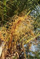 Golden Date Palm Fruits Are Hanging Down in Abundance, Creating a Stunning Visual Appeal photo