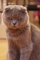 A Regal Gray Cat with a Charming and Captivating Expression on its face photo