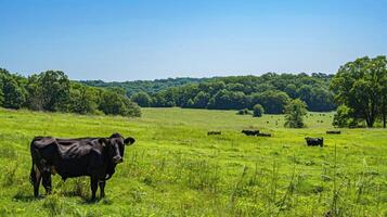 Black Cow Grazing in a Lush Meadow with Trees in the Background photo