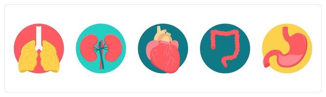 A set of 5 medical icons as lungs, kidneys, heart vector