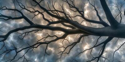 Looking up at a large tree's branches photo