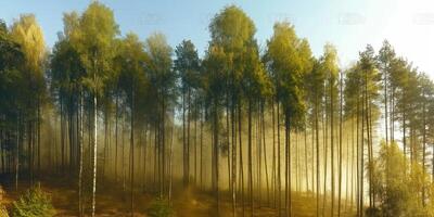 A forest with trees and fog in the background photo
