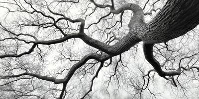 Black and white photograph of a tree branch photo