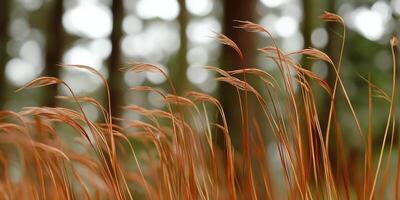 Golden grass swaying gently in the breeze photo